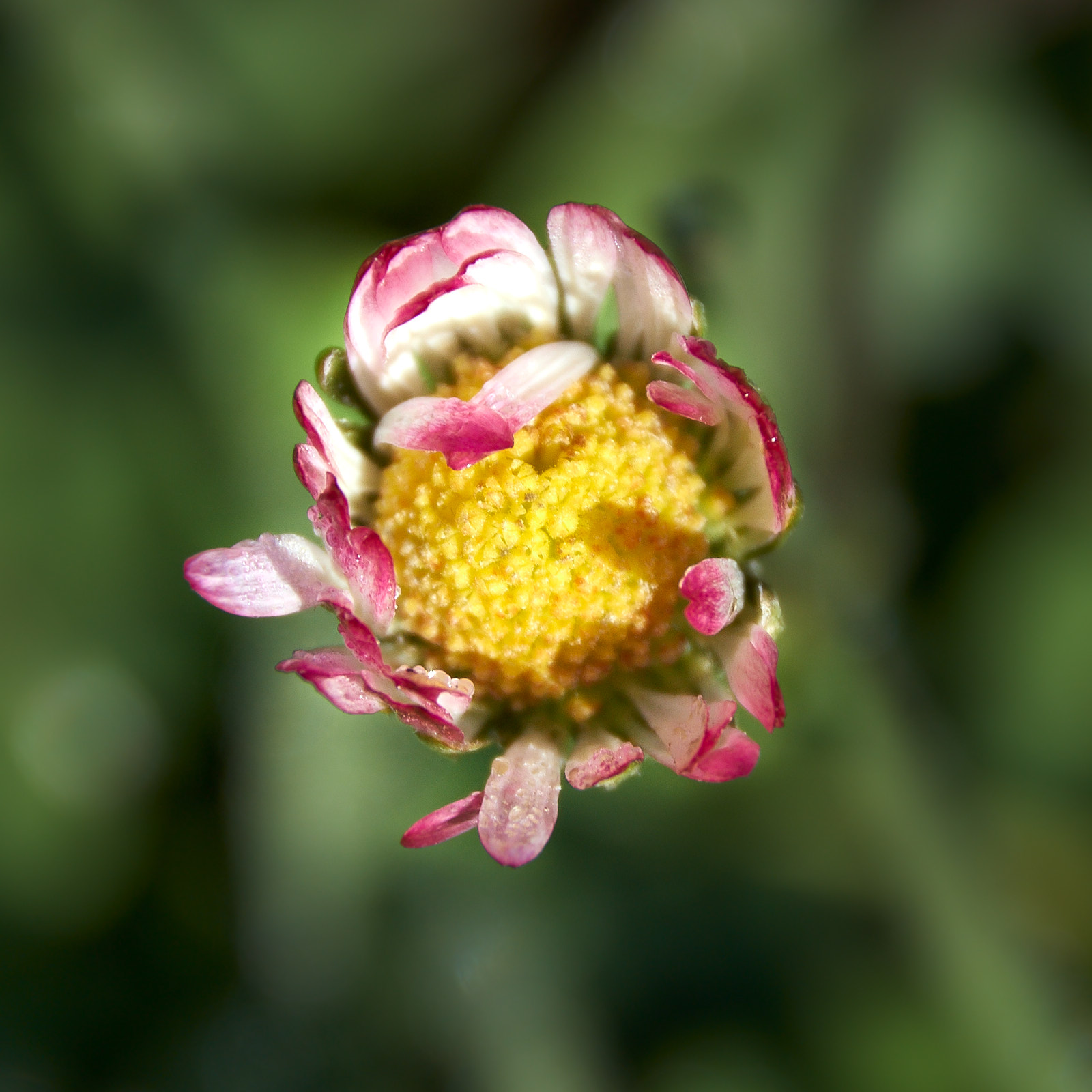 Macro  IMG8162 20 02 09JPEG sRGB 1600px sin firma 1